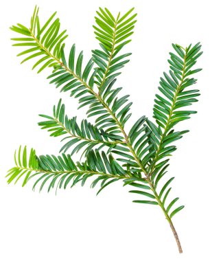 Beyaz arka planda izole edilmiş porsuk dalı