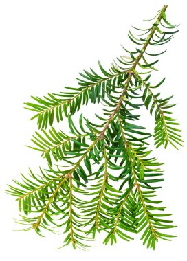 Beyaz arka planda izole edilmiş porsuk dalı