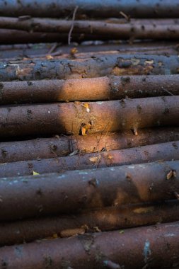 Avrupa ladin ağacı gövdeleri nakilden önce bölgeye istiflenir. Ormanlıkta endüstriyel faaliyet. Odun üretimi.