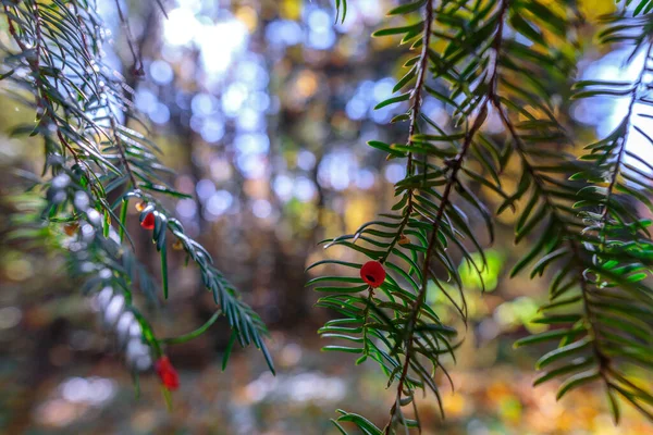 Eibenzweig Mit Roten Beeren Auf Herbst Waldhintergrund — Stockfoto