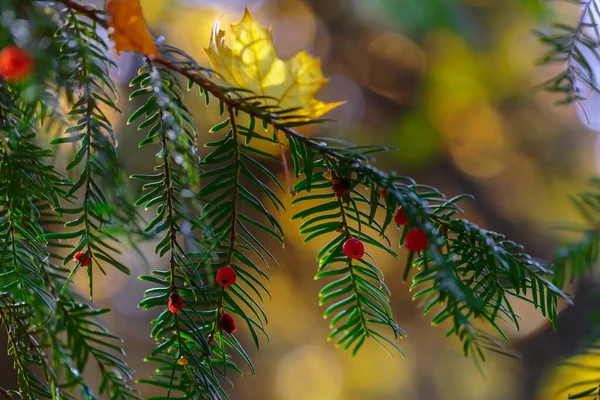 Rama Tejo Con Bayas Rojas Fondo Del Bosque Otoño — Foto de Stock