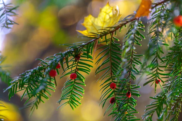 Eibenzweig Mit Roten Beeren Auf Herbst Waldhintergrund — Stockfoto