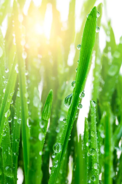 Zöld Hajtások Tavaszi Vízcseppek Háttérvilágítás Meleg Napsugár Reggel Fény Makró — Stock Fotó