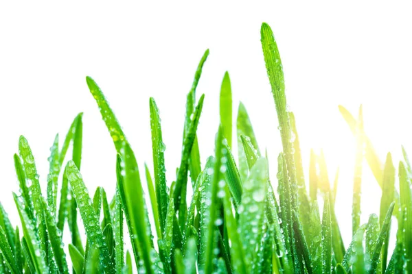 Grüne Triebe Von Frühlingsgras Wassertropfen Makrolinsenschuss — Stockfoto