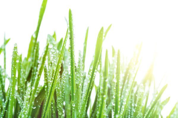 green shoots of spring grass in water drops macro lens shot