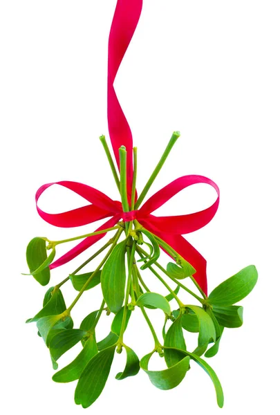 Mistletoe Bunch Hanged Red Ribbon Isolated White Background — Stock Photo, Image