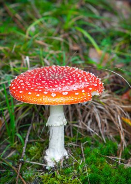 Ormandaki zehirli mantarlar - sinek mantarı ya da amanita