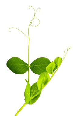 Makro mercekli beyaz zemin üzerinde bezelye filizleri