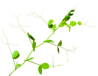 Beyaz arkaplanda soyutlanmış taze yeşil bezelye filizleri