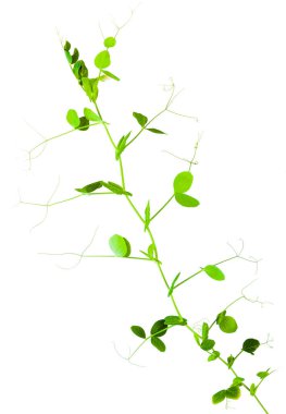 Beyaz arkaplanda soyutlanmış taze yeşil bezelye filizleri