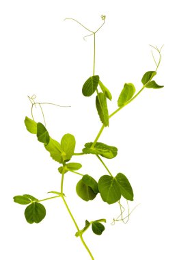 Genç yeşil bezelye filizi beyaz zemin üzerinde izole edilmiş makro mercek çekimi