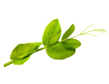 Genç yeşil bezelye filizi beyaz zemin üzerinde izole edilmiş makro mercek çekimi