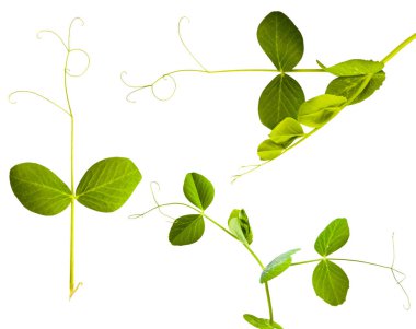 Genç yeşil bezelye filizi beyaz zemin üzerinde izole edilmiş makro mercek çekimi