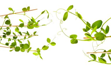 Beyaz arkaplanda soyutlanmış taze yeşil bezelye filizleri