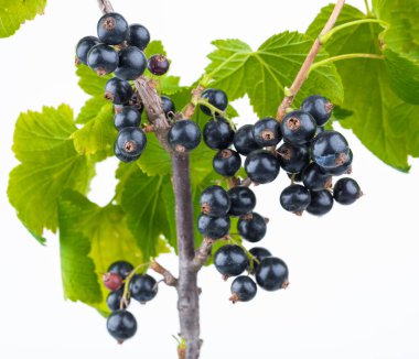 Beyaz arka planda izole edilmiş siyah frenk üzümlü dal