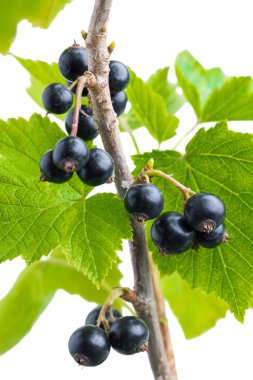 Beyaz arka planda izole edilmiş siyah frenk üzümlü dal