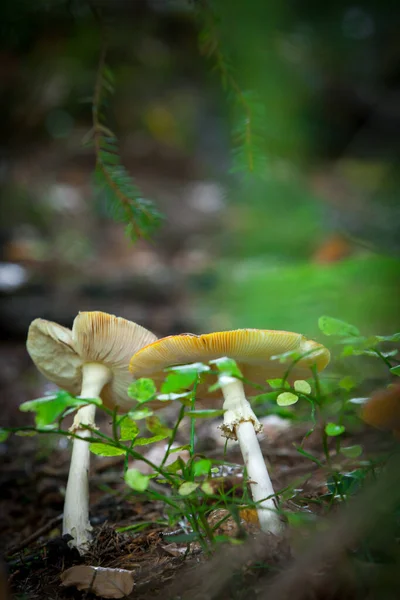 Cogumelos Venenosos Floresta Mosca Cogumelo Amanita — Fotografia de Stock