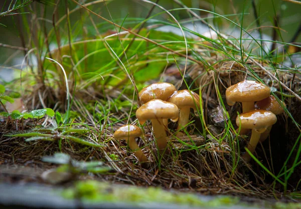 Eatable Mushrooms Forest Honey Agaric Mushrooms Grow Tree Autumn Forest — Stock Photo, Image