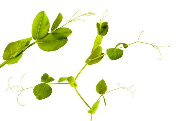 宏观镜片中白色背景分离的豌豆嫩绿色芽 — 图库照片