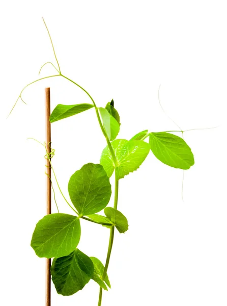 Young Green Sprouts Peas Isolated White Background Macro Lense Shot — Stock Photo, Image