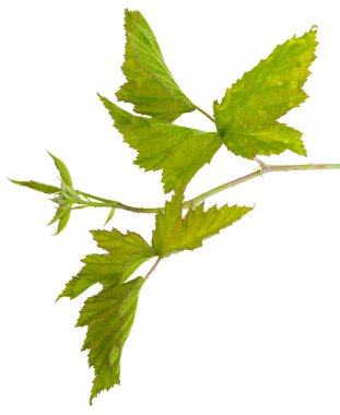 Dikenli dallar siyah ahududu (yabani böğürtlen) makro mercekteki beyaz arkaplan çekimlerinde izole edilmiştir.