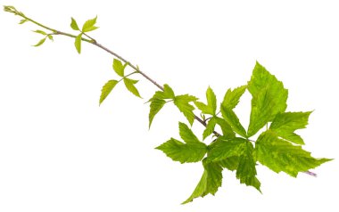 Dikenli dallar siyah ahududu (yabani böğürtlen) makro mercekteki beyaz arkaplan çekimlerinde izole edilmiştir.