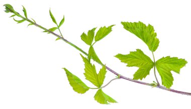 Dikenli dallar siyah ahududu (yabani böğürtlen) makro mercekteki beyaz arkaplan çekimlerinde izole edilmiştir.