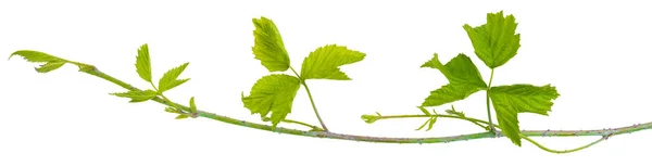 Espinosas Ramas Frambuesa Negra Mora Silvestre Aisladas Sobre Planos Fondo — Foto de Stock