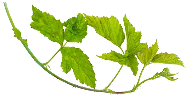 Espinosas Ramas Frambuesa Negra Mora Silvestre Aisladas Sobre Planos Fondo — Foto de Stock