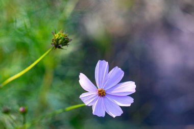 Kozmos bipinnatus 'un mor çiçeği, genellikle bahçe kozmosu ya da makro lenslerde Meksika paskalyası olarak bilinir..