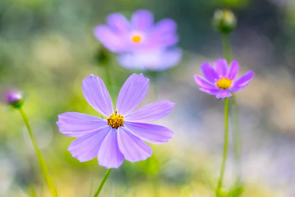 Purple flower of Cosmos bipinnatus, commonly called the garden cosmos or Mexican aster in macro lens shoot.