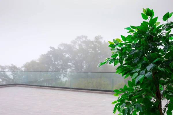 Autumn fog in the old majestic park. Colorful leaves on the trees. Artificial green plants in the shape of a green fence. Glass panels on the edge of the terrace. Outdoor summer terrace.