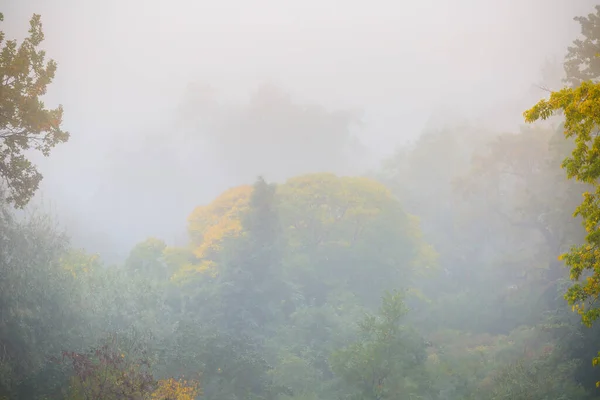 Herbstnebel Alten Majestätischen Park Bunte Blätter Den Bäumen — Stockfoto