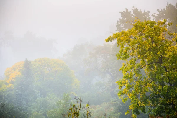 Herbstnebel Alten Majestätischen Park Bunte Blätter Den Bäumen — Stockfoto