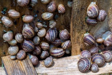 Salyangoz çiftliği. Helix aspersa muller veya Cornu aspersum gibi yenilebilir yumuşakçaların endüstriyel yetiştirilmesi. Gün boyunca salyangozlar koruyucu kalkanların altında saklanır..