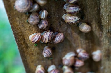 Salyangoz çiftliği. Helix aspersa muller veya Cornu aspersum gibi yenilebilir yumuşakçaların endüstriyel yetiştirilmesi. Gün boyunca salyangozlar koruyucu kalkanların altında saklanır..