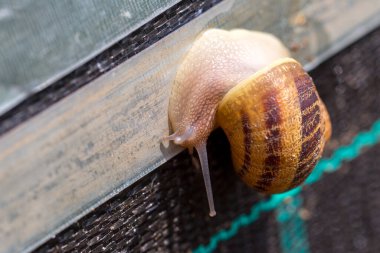 Salyangoz çiftliği. Helix aspersa muller veya Cornu aspersum gibi yenilebilir yumuşakçaların endüstriyel yetiştirilmesi. Elektrikli çoban, salyangoz popülasyonunun çiftlikten kaçmasını engellemek için..
