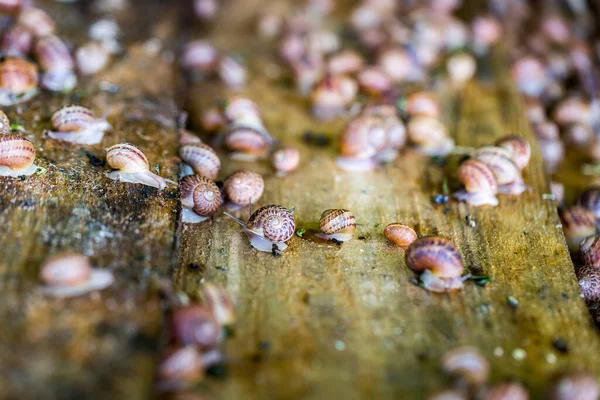 Une Ferme Escargots Culture Industrielle Mollusques Comestibles Espèce Helix Aspersa — Photo