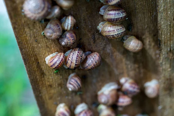 Snail Farm Industrial Cultivation Edible Mollusks Species Helix Aspersa Muller — Stock Photo, Image