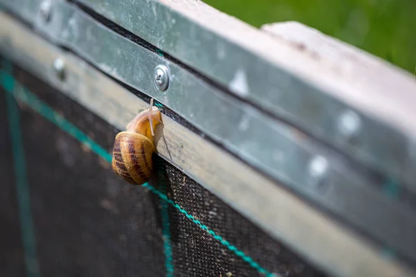 Une Ferme Escargots Culture Industrielle Mollusques Comestibles Espèce Helix Aspersa — Photo