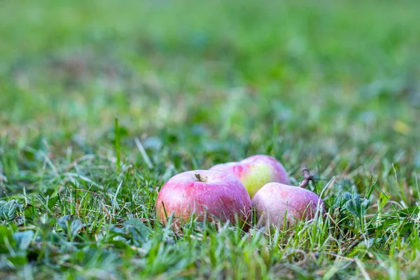 Pommes Rouges Mûres Couchées Dans Herbe Verte Dans Verger Pommes — Photo