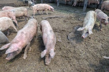 Domuz çiftliğinde otlayan pis domuzlar ve domuzlar. Doğal organik domuz yetiştiriciliği. Çiftçilik. Üreme.