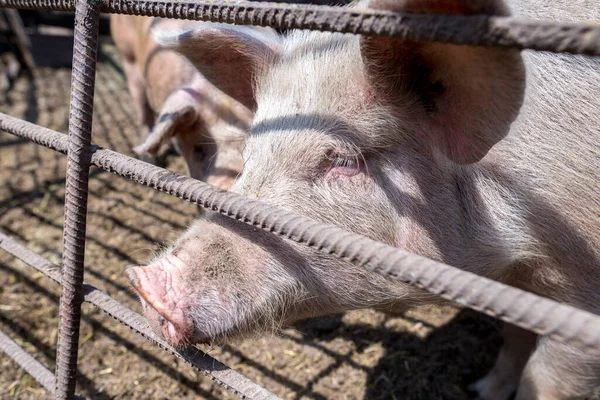 Dirty pigs grazing on a pig farm. Natural organic pig breeding. Farming. Stockbreeding. Snout in close up