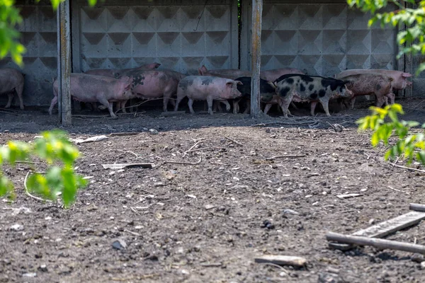 Dirty piglets grazing on a pig farm. Natural organic pig breeding. Farming. Stockbreeding.