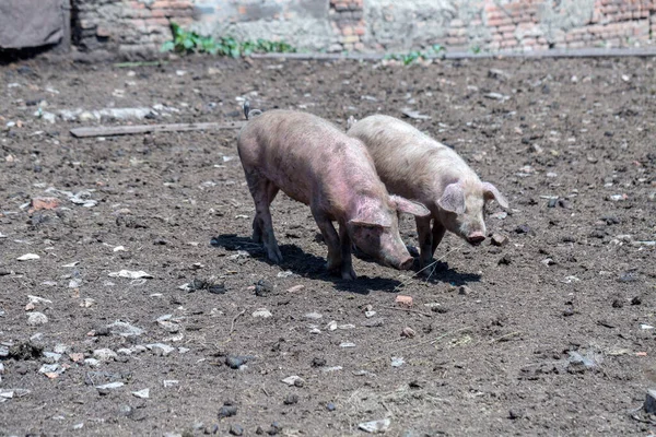 Schmutzige Schweine Und Ferkel Grasen Auf Einem Schweinemastbetrieb Natürliche Biologische — Stockfoto