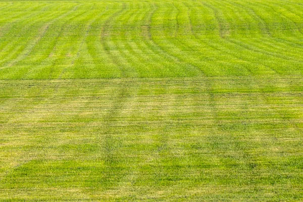 Industrial Production Lawn Grass Rolls Trimmed Field Resistant Mechanical Impact — Stock Photo, Image