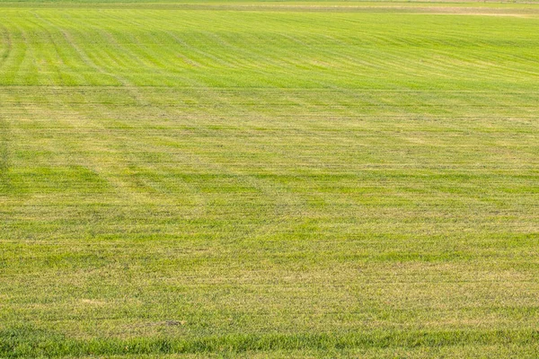 Industrial Production Lawn Grass Rolls Trimmed Field Resistant Mechanical Impact — Stock Photo, Image