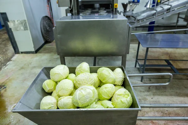 Industriële Productie Van Levensmiddelen Productie Van Zuurkool Gefermenteerde Kool Geautomatiseerde — Stockfoto