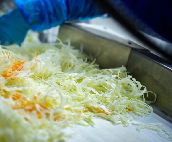 Industrial Production Food Production Sauerkraut Fermented Cabbage Automated Cob Removal — Stock Photo, Image