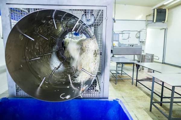 Industriële Productie Van Levensmiddelen Productie Van Zuurkool Gefermenteerde Kool Geautomatiseerde — Stockfoto